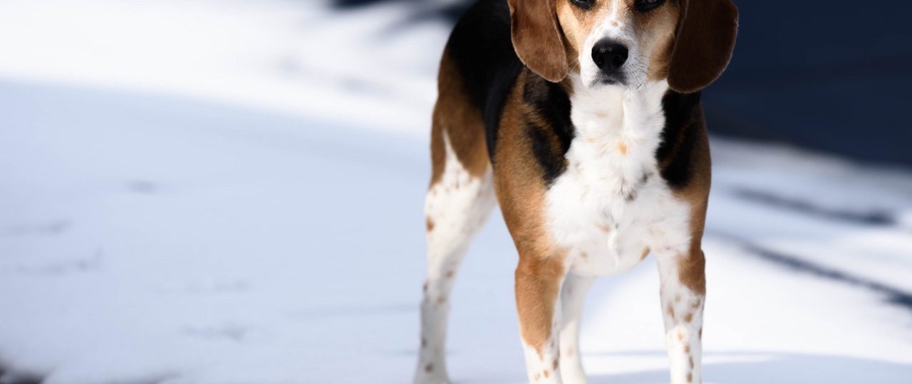 Hund i snøen