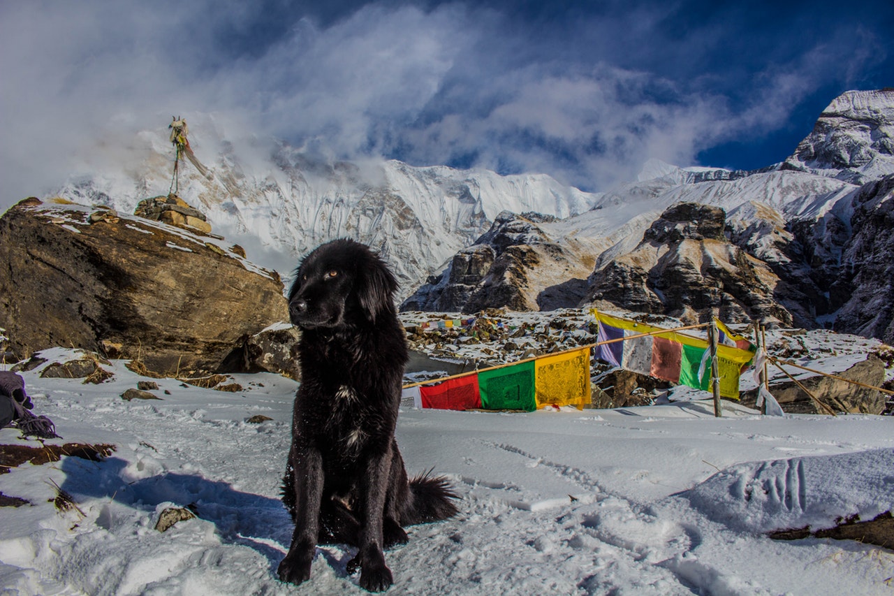 Svart hund i fjellet